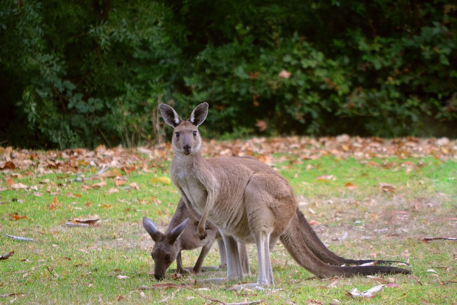 Kangaroos